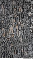 wood tree bark 0010